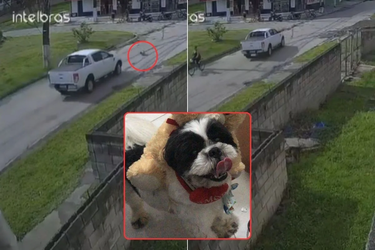 Cachorro foge de casa, é atropelado e morre no litoral de SP; motorista fugiu