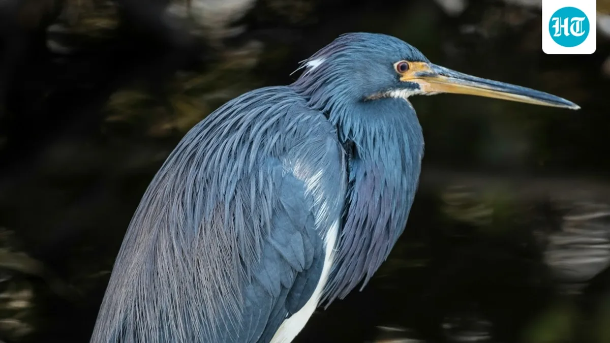 Scientists shed new light on decades-old mystery over this Galapagos bird