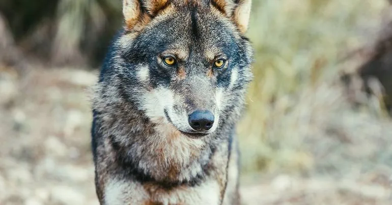 Lobo-ibérico. Pastores com prejuízos devem ser compensados