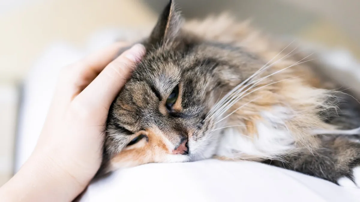 Especialistas en comportamiento animal coinciden: “Un gato que no está bien duerme siempre encogido en forma de pan”