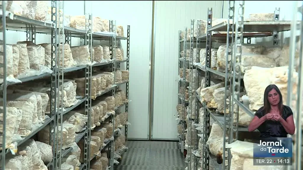 Empresa transforma borras de café em cogumelos
