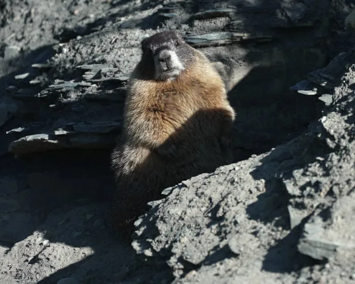 First ever Fat Marmot Week to kick off in effort to raise money for research