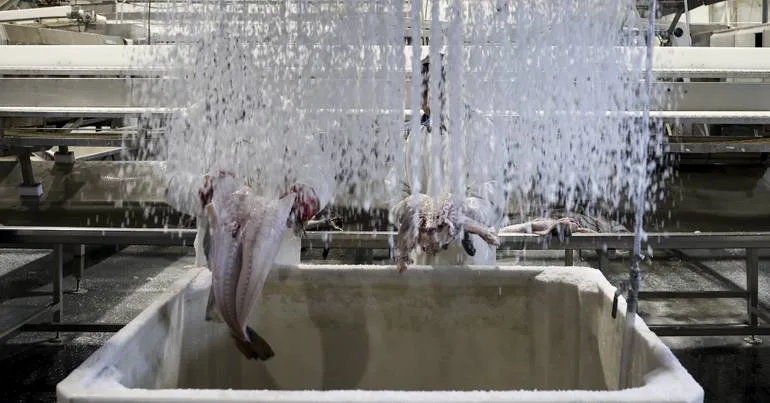 Bruxelas propõe cortes de até 88% para a pesca de bacalhau