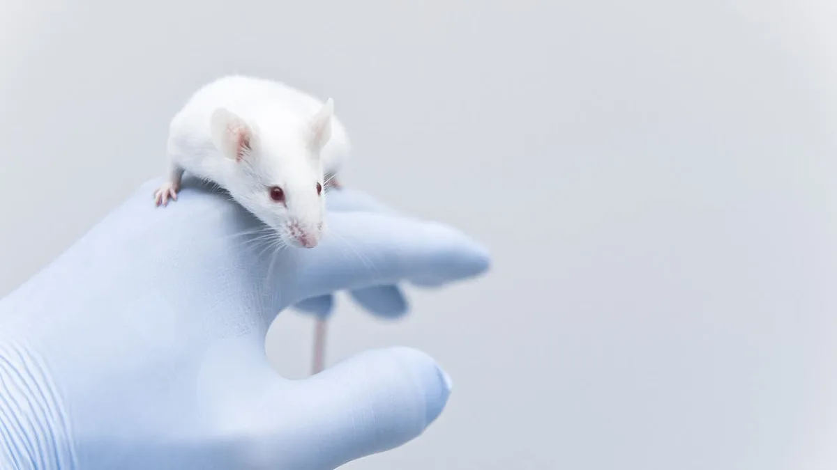 Sympathisches Nervensystem: Wie männliche Sexualhormone Asthma lindern