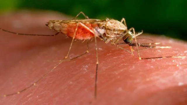 Tropenkrankheiten: Nach Todesfällen: Droht Flughafen-Malaria auch im Südwesten?