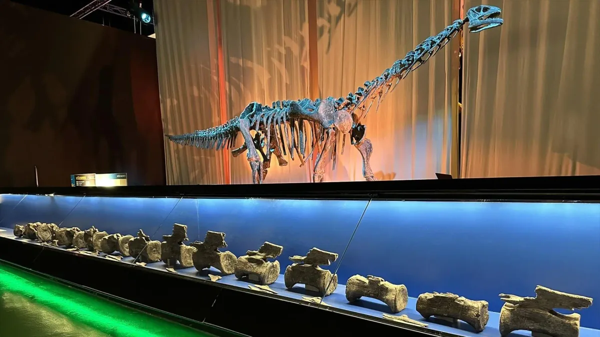 El diplodocus cruzó el Atlántico: hallan en Teruel los primeros restos de este dinosaurio fuera de Norteamérica