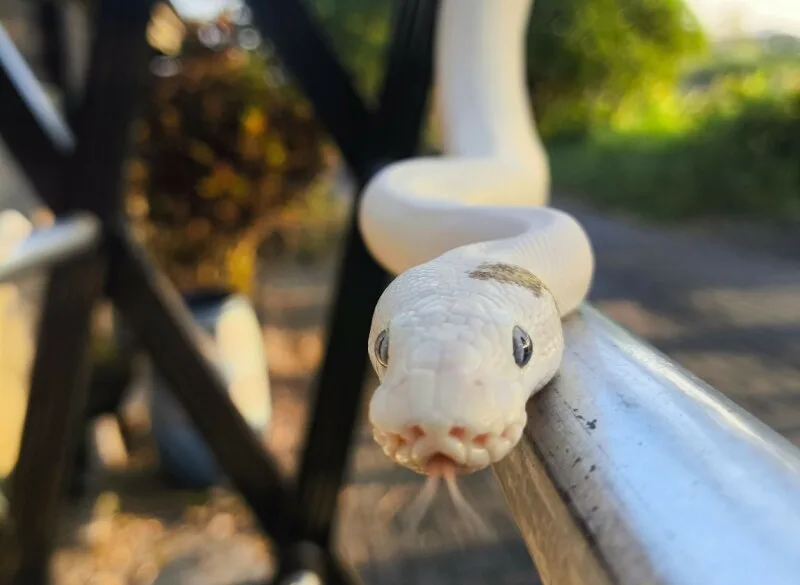 CPython eases Rust requirements as assimilation continues