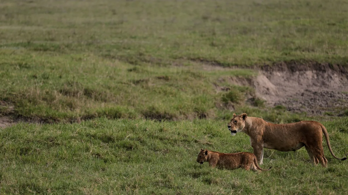 Poisoning suspected in deaths of 10 lions in Tanzania conservation area