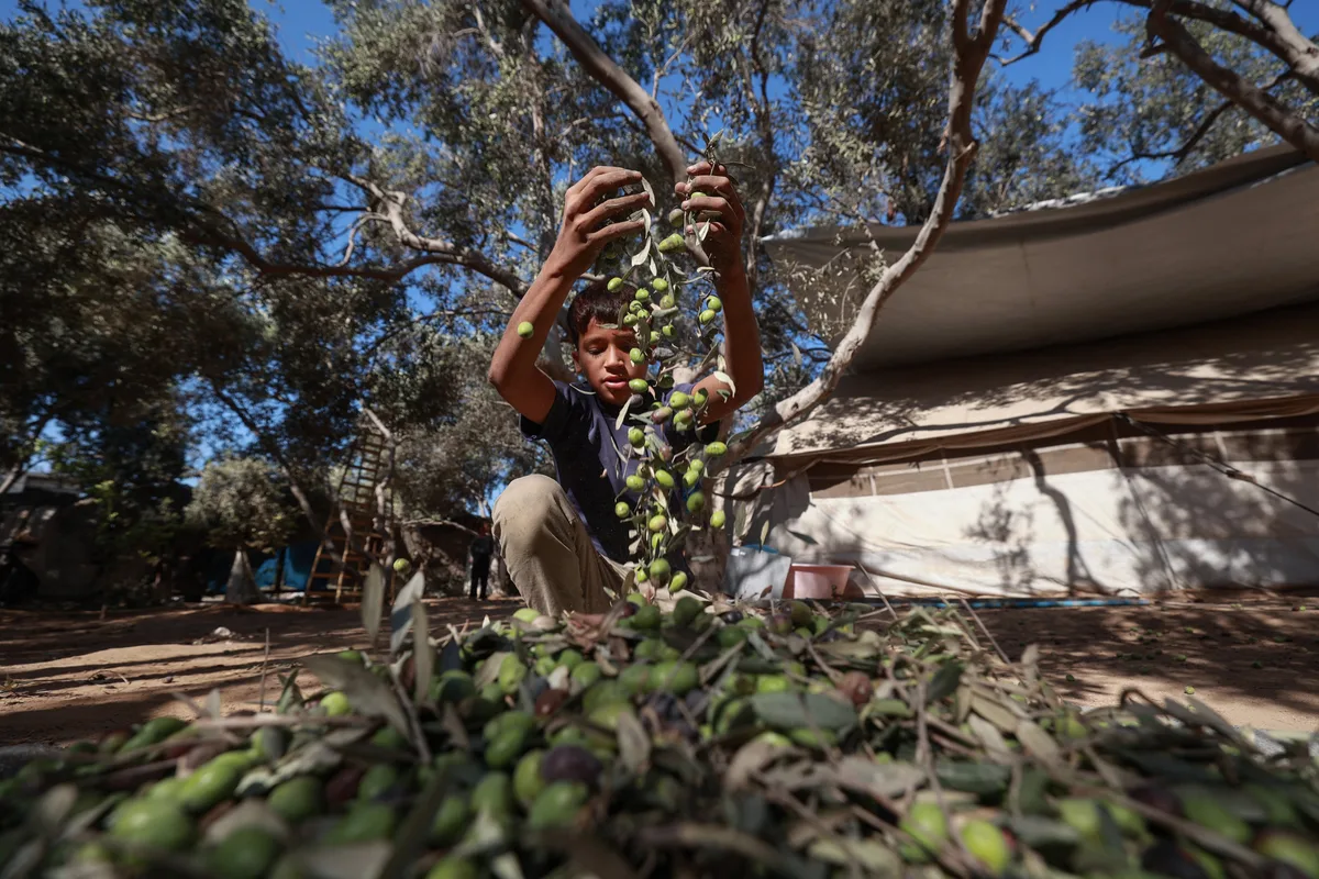 Olive harvest in Gaza decimated by loss of more than a million trees in the war