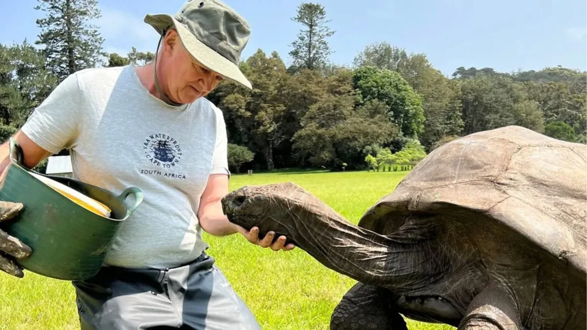 Cientistas coletam DNA da tartaruga Jonathan de 194 anos em busca de pistas sobre a longevidade humana: genes do animal terrestre mais velho do mundo