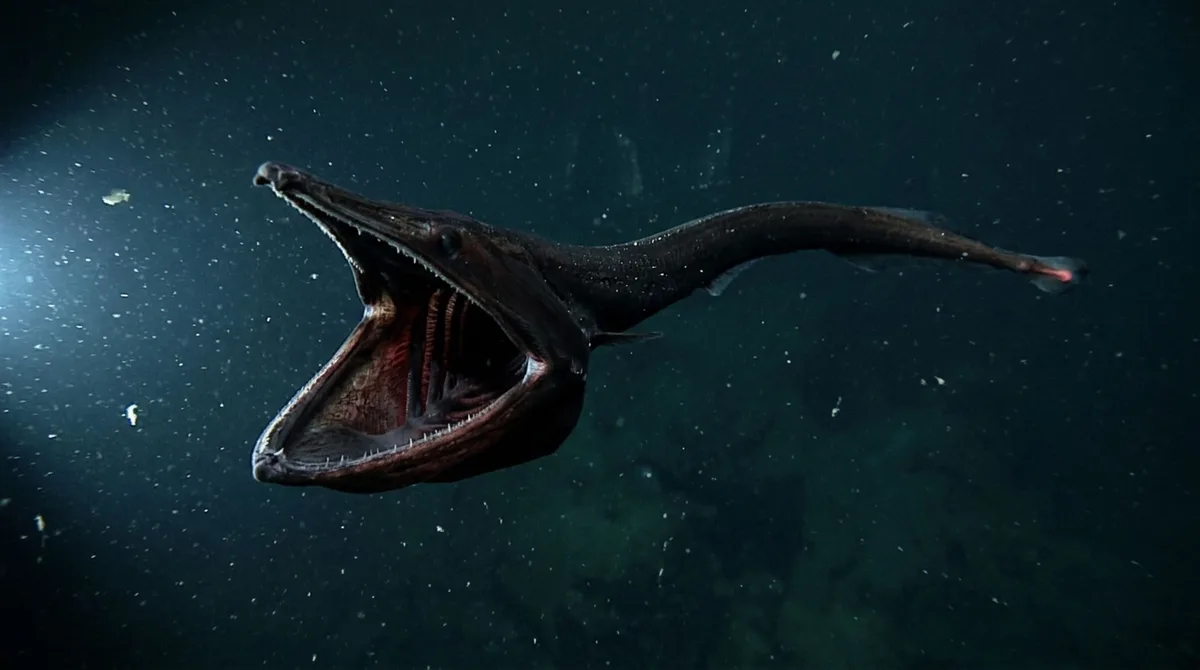 Um peixe do abismo abre a garganta como uma bolsa enorme para aproveitar encontros raros com comida onde quase nada cai