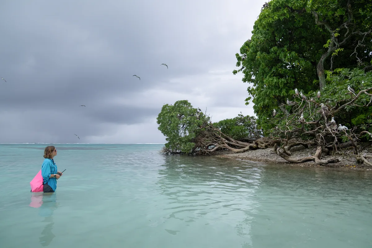 Some of the most pristine coral reefs have a secret weapon: birds