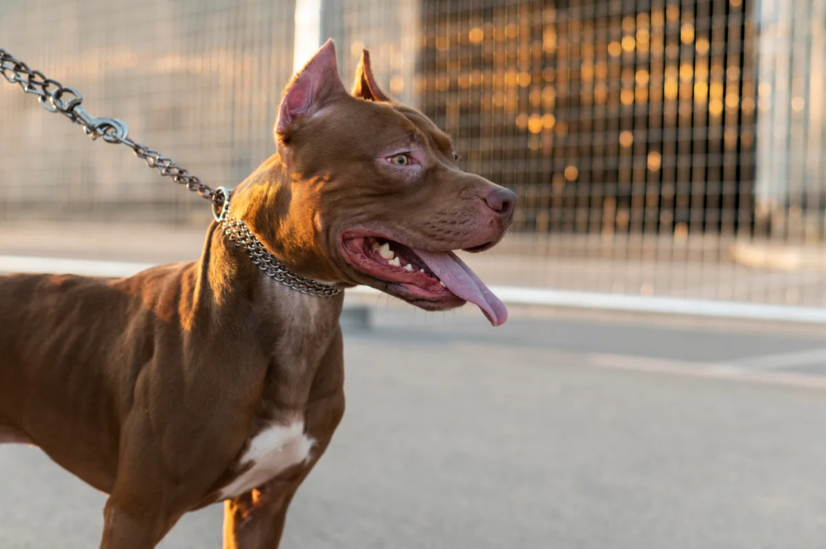 “Perros potencialmente peligrosos”: buscan crear un registro nacional y establecer penas a sus dueños en caso de ataques