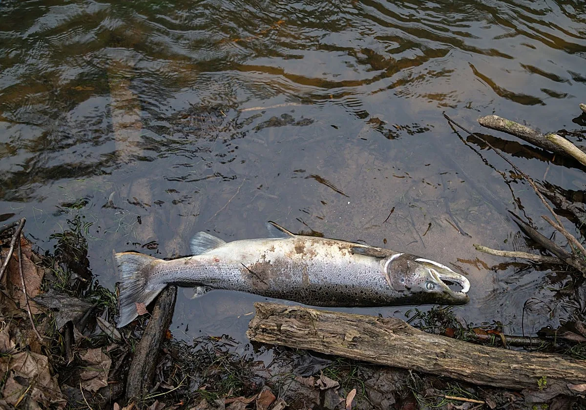 Salmones 'colocados' con cocaína y helechos hasta arriba de cafeína: la resaca que paga la naturaleza