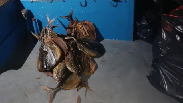 Mais de duas toneladas de atum-gaiado seco apreendidas na Madeira