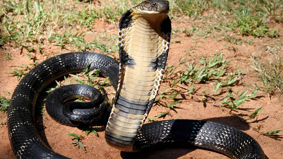 Scientists develop an AI sensor that identifies cobra or viper venom with 95% accuracy