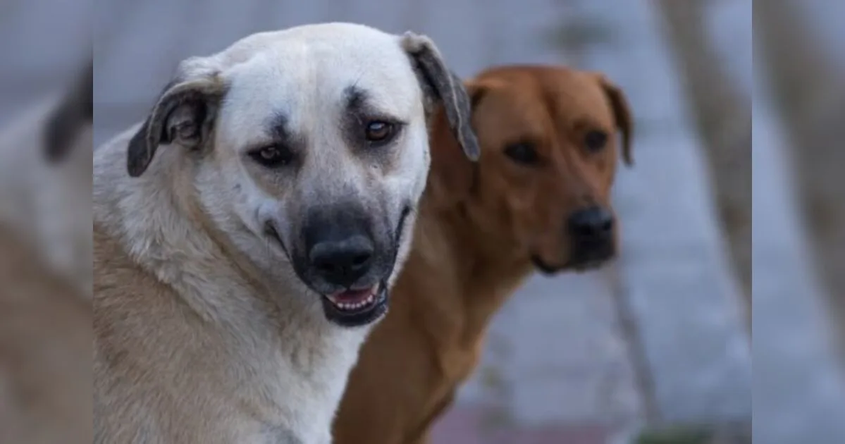 Projeto que suspende CNH de quem abndonar animais na rua é aprovado