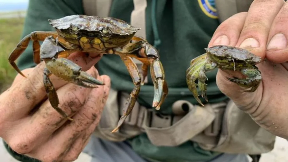 New England is battling invasive green crabs by eating the destructive species in fancy dishes