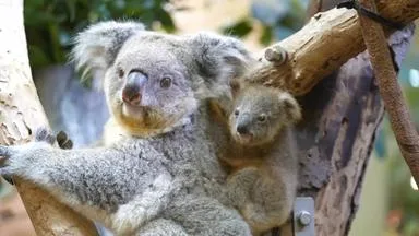 Neuer Star im Zoo Dresden: Koala-Baby Kiora