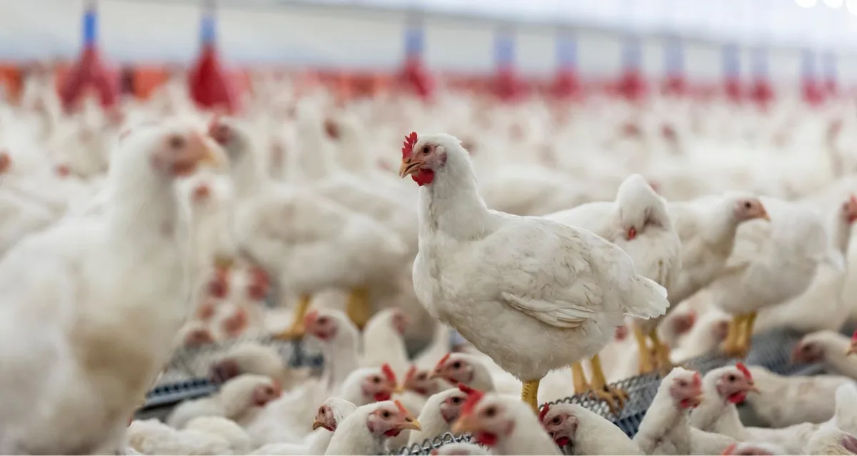 Oferta de carne de frango nos EUA deve sofrer ajuste após aumento da produção, diz CEO da JBS (JBSS32)