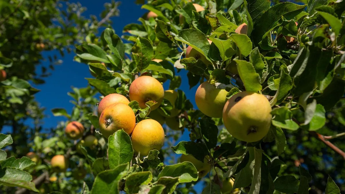 Haupternte beginnt: Zehn Fakten zum heimischen Apfel
