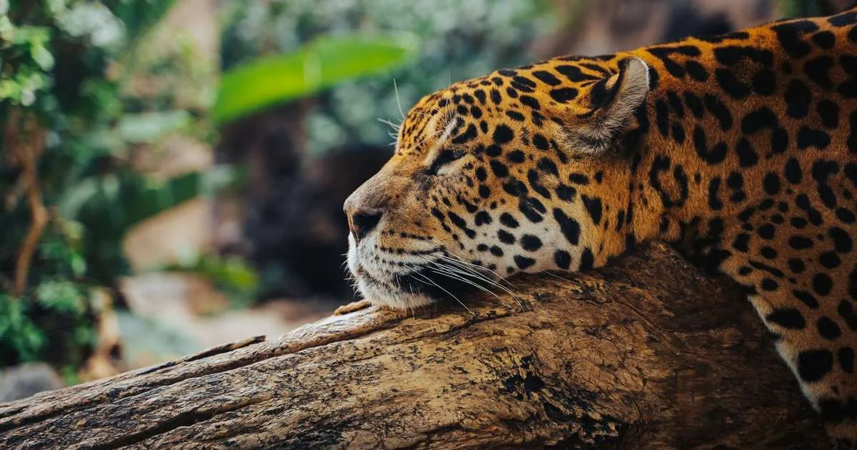 Como o inverno muda a fauna brasileira?