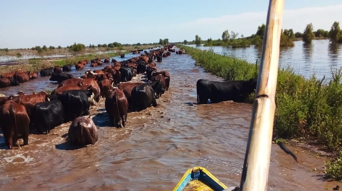 El Paraná y el Uruguay, en alerta: crece la preocupación por la ganadería de islas y el movimiento de hacienda