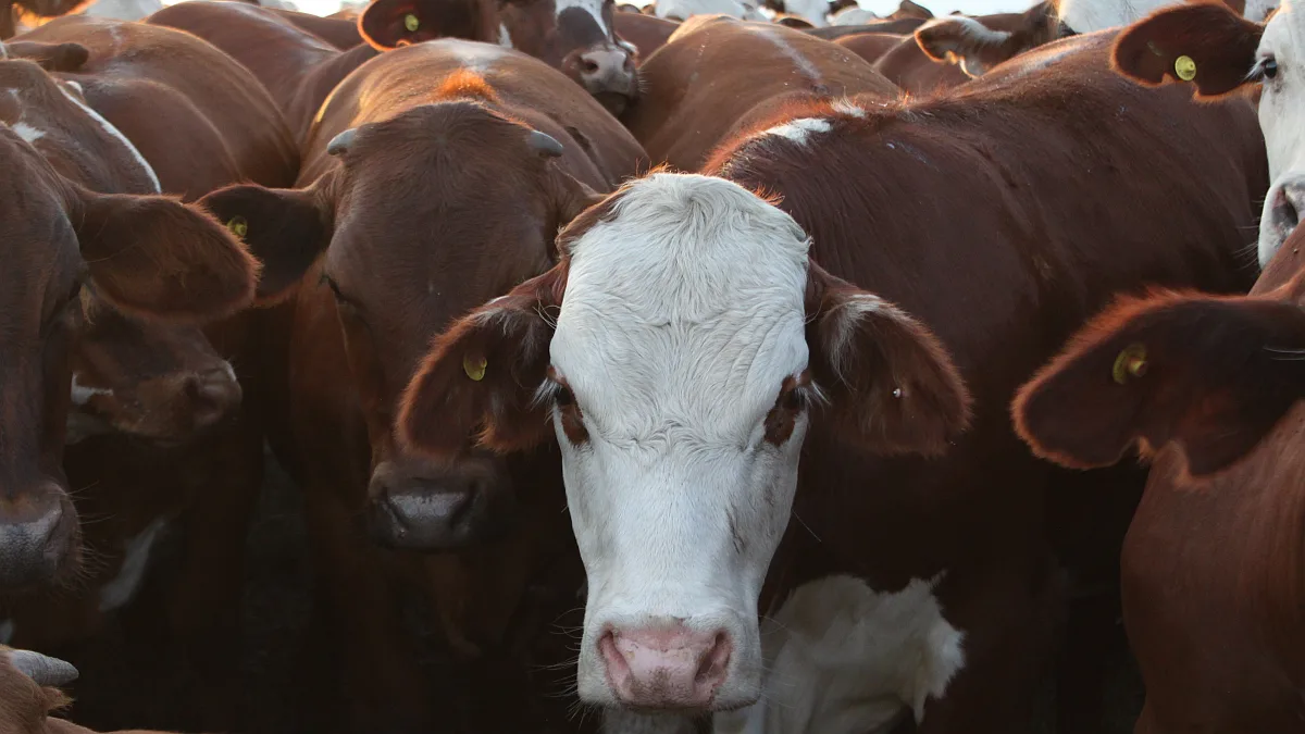 Europa cierra temporalmente el mercado a la carne de Brasil y abre una oportunidad para los exportadores argentinos