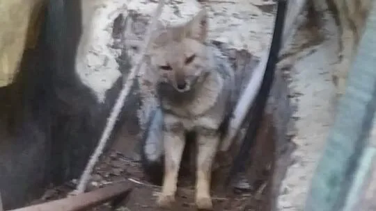 Encontraron un zorro en el patio de una casa de Pinamar y fue liberado en el bosque por una fundación