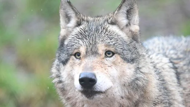 Wildtiere: Angeblich Wolf im Hamburger Westen gesichtet