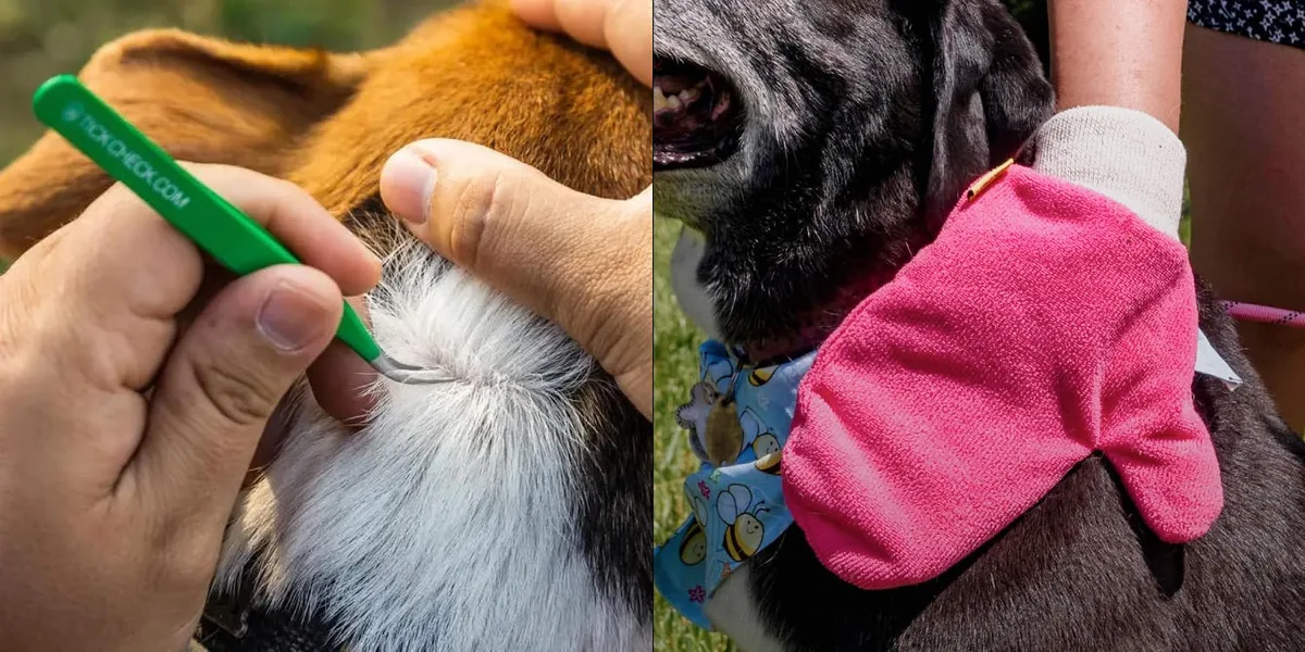 Tick prevention for dogs: Vets explain how to beat the blood-suckers
