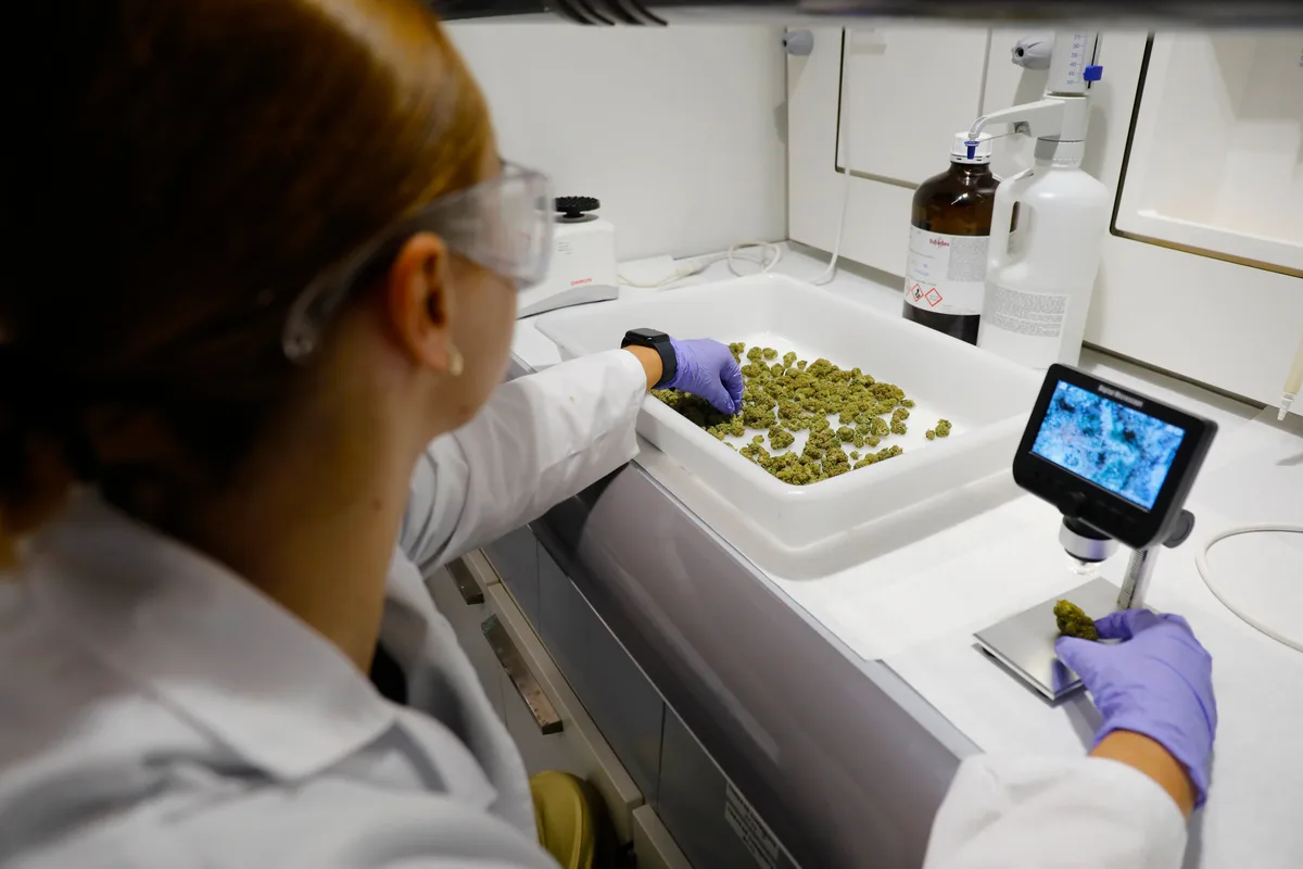 Llega a los hospitales el cannabis medicinal: “Por fin dejamos de estar en manos de los narcos”