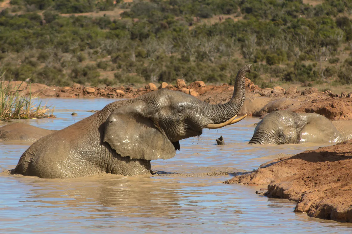 Cientistas se inspiram em elefantes da África para criar construções menos quentes