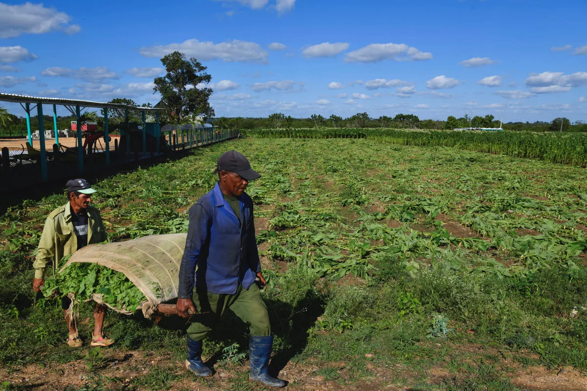 Crisis cubana condiciona el repunte del tabaco en Sancti Spíritus