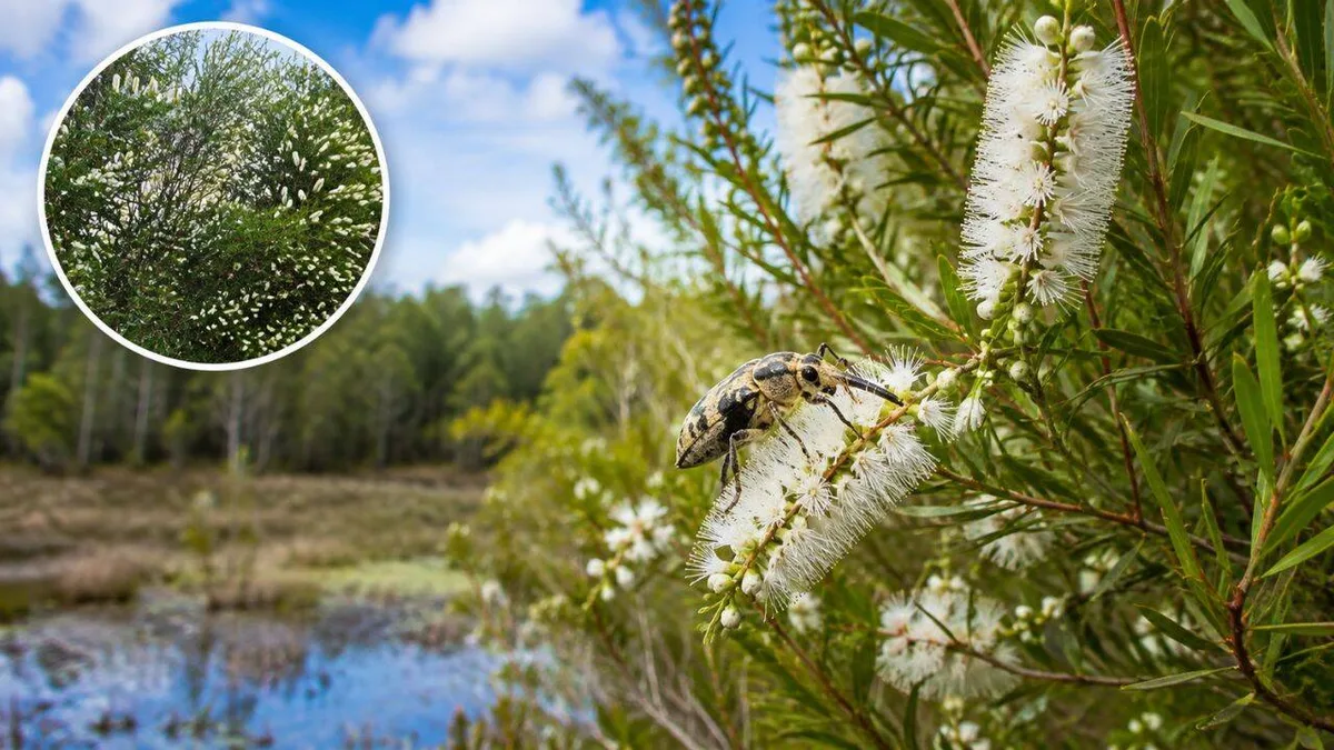 Florida released Australian insects to control an invasive tree, then range fell 75%