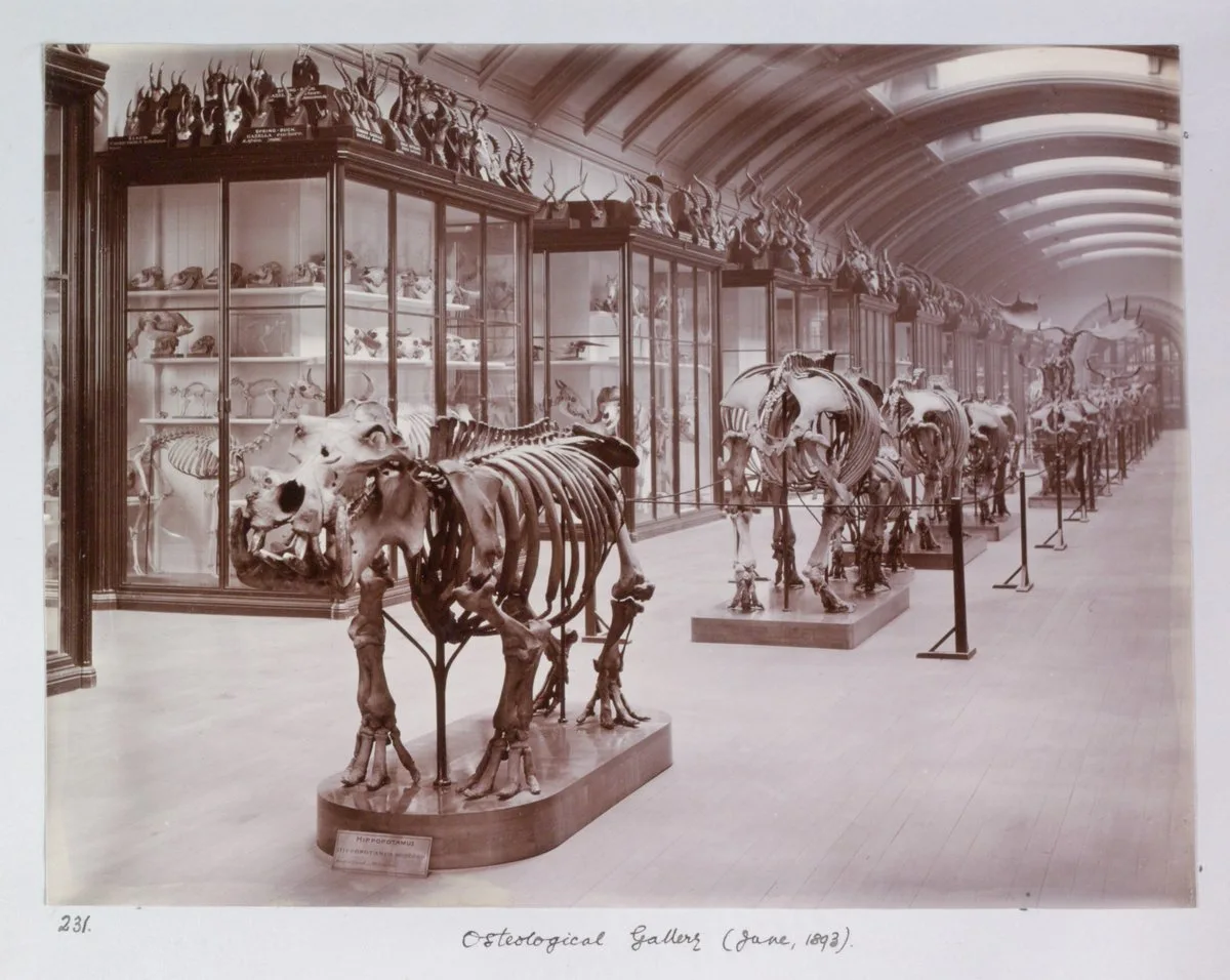 Natural History Museum to reopen ‘hidden’ gallery after more than 80 years