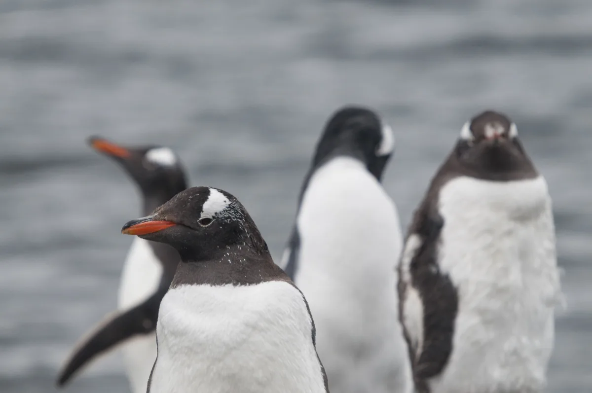 Las heces de los pingüinos antárticos emiten 490.000 toneladas de metano: “Genera focos extraordinariamente intensos que no se habían medido”