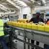 Angola quer empresários brasileiros a investirem no país