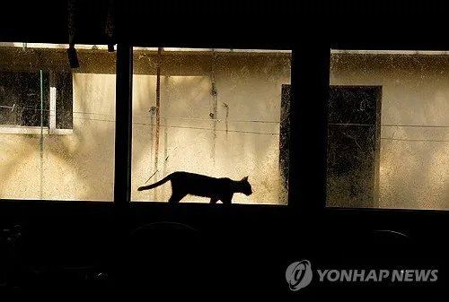 벼랑 끝에 선 쿠바…전력난·물자 부족에 길고양이도 수난