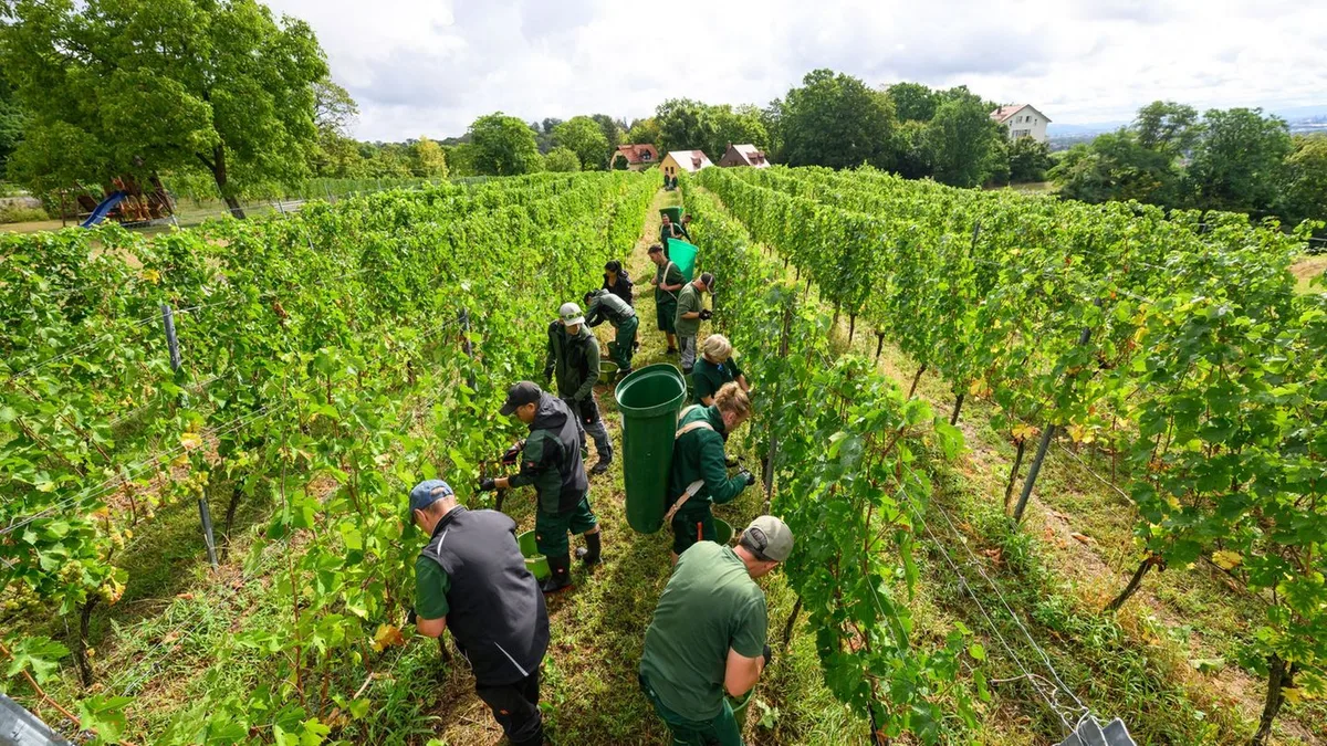Weinanbau: Weinlese in Sachsen startet