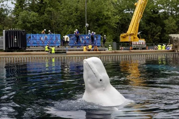 Another six whales being moved out of Marineland, headed to U.S. aquariums