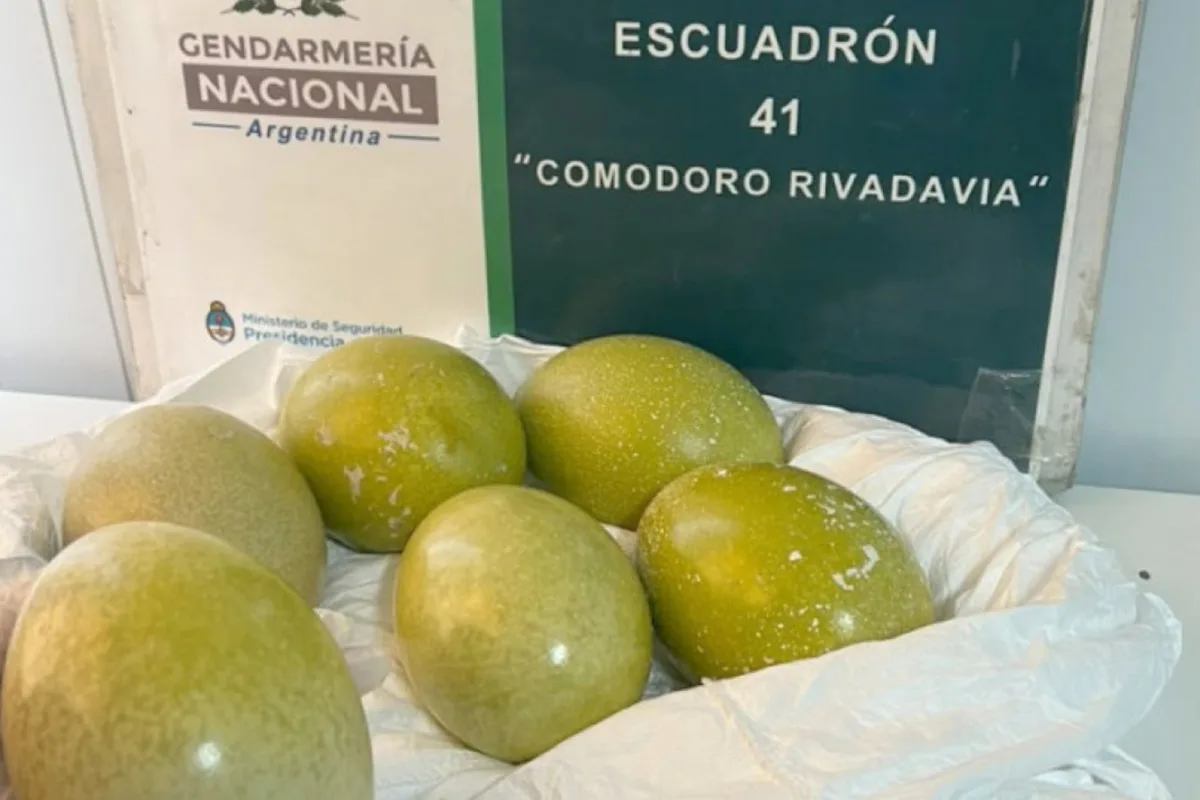 Miden 13 cm y pesan casi un kilo: Gendarmería recuperó seis huevos de ñandú que iban escondidos de forma ilegal debajo del asiento de un auto en la Patagonia