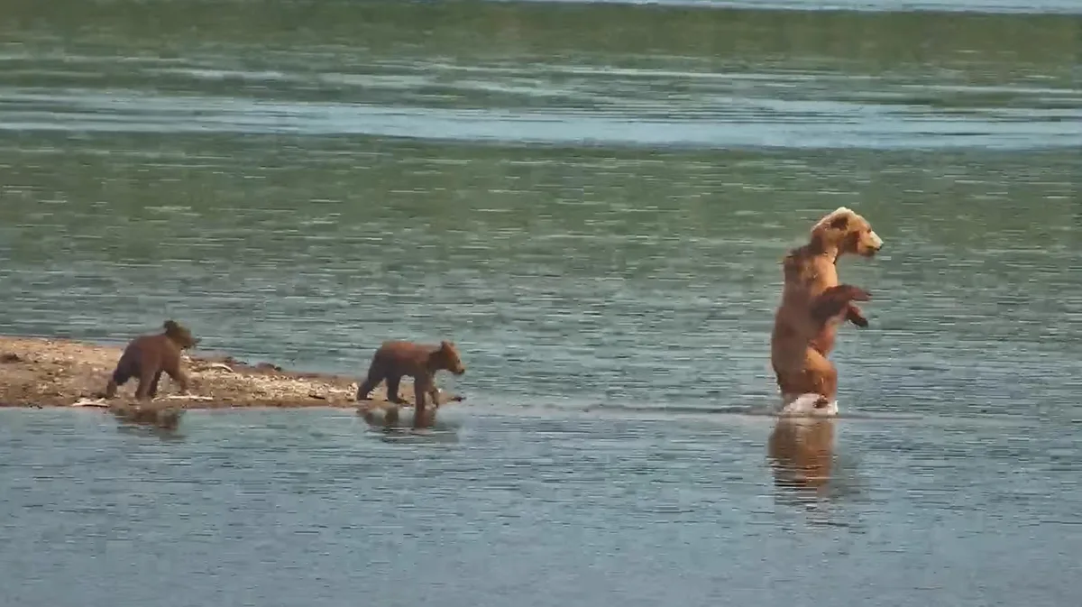 Mãe urso é flagrada em vídeo "andando na água" para ensinar filhotes a caçar; veja