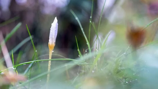 Wetterausblick: Wochenende in Bayern bringt Regen statt goldener Sonne