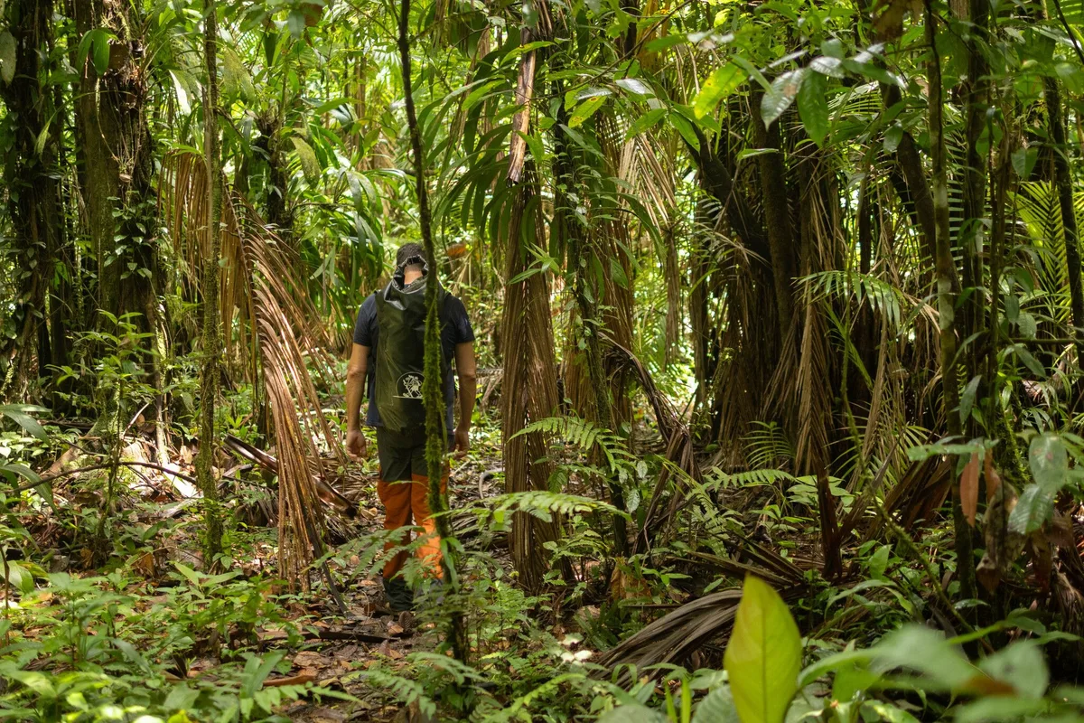 Les veilleurs de l’Amazonie : la station CNRS des Nouragues, un labo au cœur de la forêt depuis 40 ans