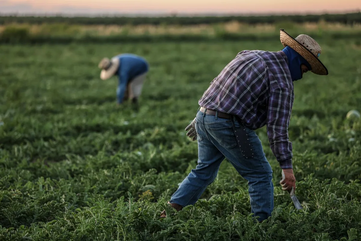 Trump administration's wage cuts for seasonal farmworkers is unlawful, federal judge in California rules