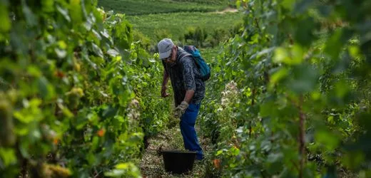 Frankreich: Rekordhitze sorgt für stärkeren Champagner