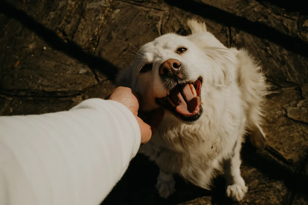 Presentan un proyecto para sancionar el abandono y maltrato a mascotas en la provincia de Buenos Aires