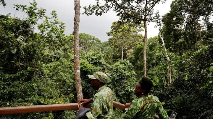 Des forêts et des hommes : Au Gabon, la nature comme valeur sûre