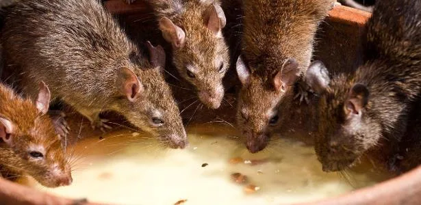 10 hábitos aparentemente inofensivos que atraem baratas e ratos